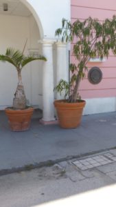 My tour guide told me that Bahaman natives have perfected the art of growing trees in ceramic pots. Apparently this is a skill passed down between generations.
